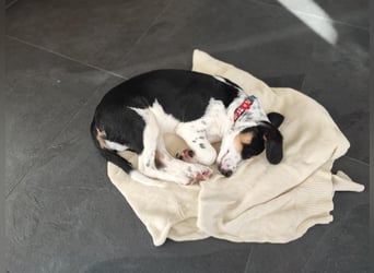 Pako - Kleiner Wirbelwind auf Pflegestelle in 86943 Thaining