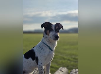 Ada - der perfekte Familienhund!