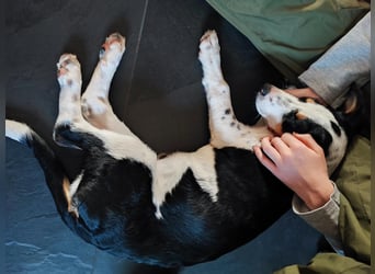 Pako - Kleiner Wirbelwind auf Pflegestelle in 86943 Thaining