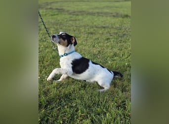 Ada - der perfekte Familienhund!
