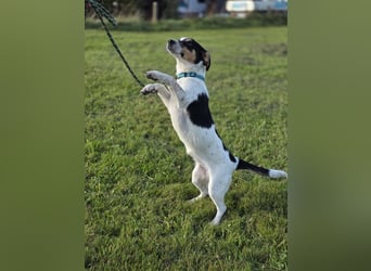 Ada - der perfekte Familienhund!