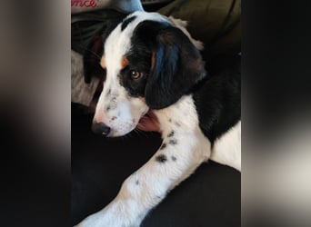 Pako - Kleiner Wirbelwind auf Pflegestelle in 86943 Thaining