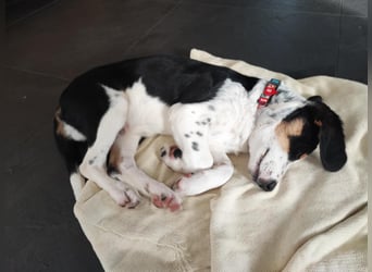 Pako - Kleiner Wirbelwind auf Pflegestelle in 86943 Thaining