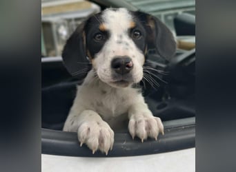 Pako - Kleiner Wirbelwind auf Pflegestelle in 86943 Thaining