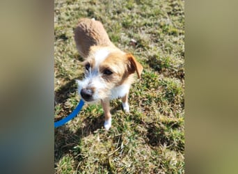 Maya - Minihund mit Riesenherz sucht seine Für-Immer-Familie auf Pflegestelle in 86943 Thaining