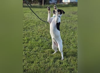 Ada - der perfekte Familienhund!