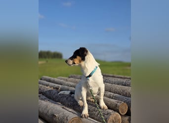 Ada - der perfekte Familienhund!