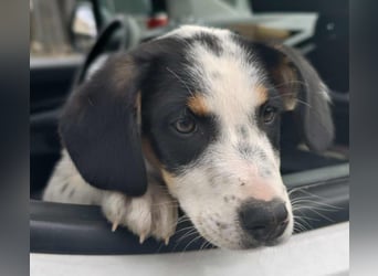 Pako - Kleiner Wirbelwind auf Pflegestelle in 86943 Thaining