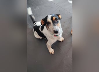 Ada - der perfekte Familienhund!