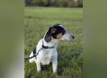 Ada - der perfekte Familienhund!