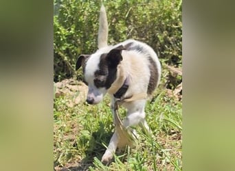 Vicky - kleine quirlige Lady sucht Anschluss