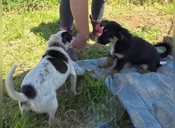 Vicky - kleine quirlige Lady sucht Anschluss