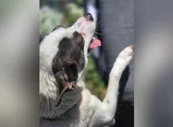 Vicky - kleine quirlige Lady sucht Anschluss