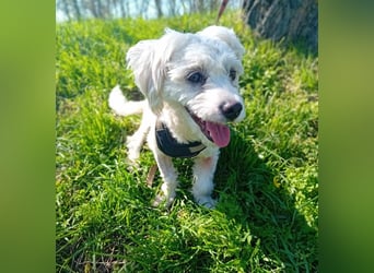 Treue Begleiterin Kathy