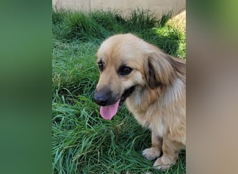 Keno sucht ein Zuhause