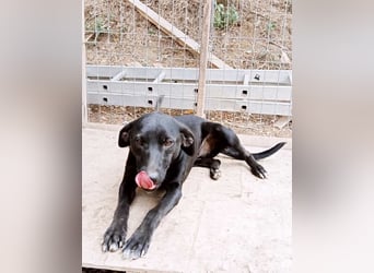 Schwarze Schönheit Hitomi