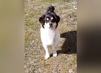 Emil - Vier Pfoten und ein großes Herz