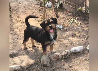 Agile Winnie