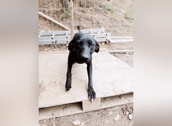 Schwarze Schönheit Hitomi