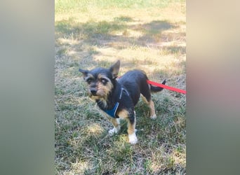 Finn mit kleinem Handicap