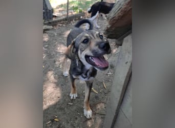 Yara sucht ein liebevolles Zuhause