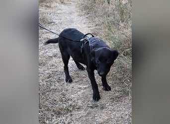Schwarze Schönheit Tilly