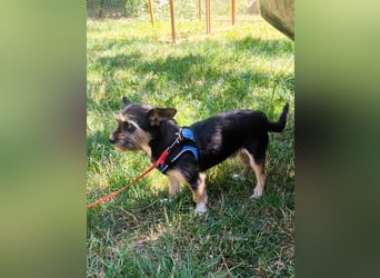 Finn mit kleinem Handicap