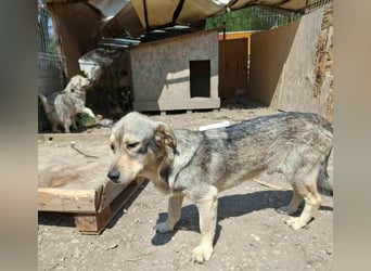 Gigi - kleiner Rohdiamant