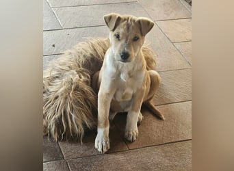 Emmi sucht ihre Familie mit Herz