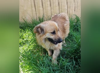 Keno sucht ein Zuhause