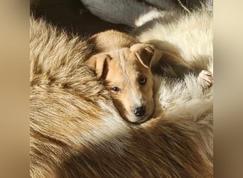 Emmi sucht ihre Familie mit Herz