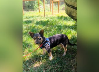 Finn mit kleinem Handicap