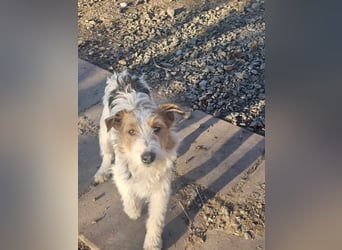 Chrissi sucht ein Zuhause