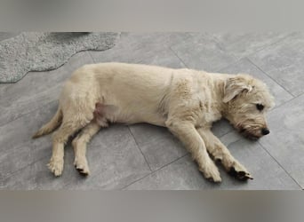 Happy leider nicht Happy