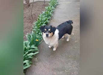 Emil - Vier Pfoten und ein großes Herz