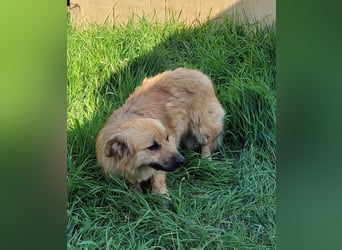 Keno sucht ein Zuhause