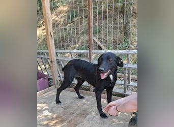 Schwarze Schönheit Hitomi