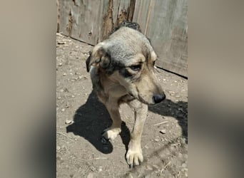 Gigi - kleiner Rohdiamant