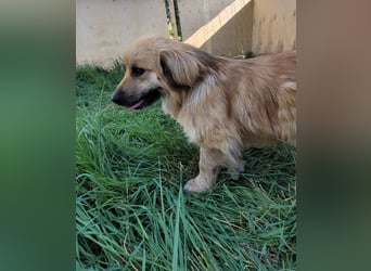 Keno sucht ein Zuhause