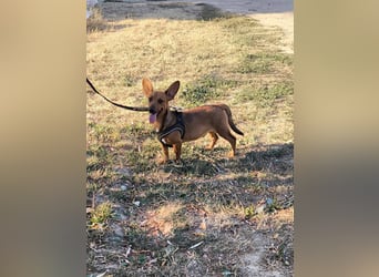 Unico sucht ein neues Zuhause