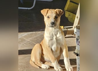 Emmi sucht ihre Familie mit Herz