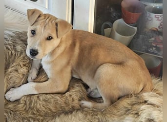 Emmi sucht ihre Familie mit Herz