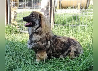 Langhaar Kiki