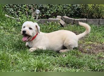 Happy leider nicht Happy