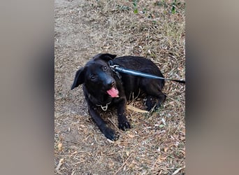 Schwarze Schönheit Tilly