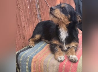 Agile Winnie