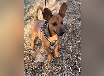 Unico sucht ein neues Zuhause