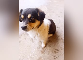 Emil - Vier Pfoten und ein großes Herz