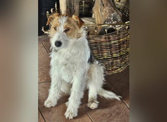 Chrissi sucht ein Zuhause