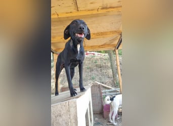 Schwarze Schönheit Hitomi